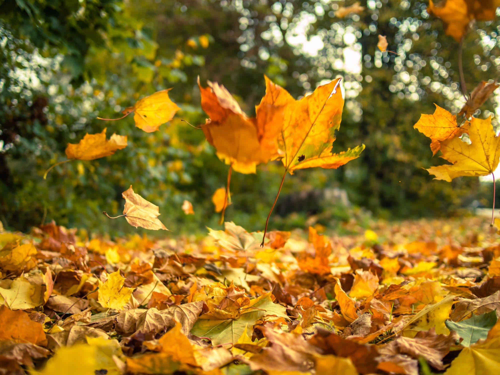 Chinese medicine and how to live in harmony with the fall season